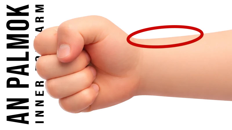 an palmok - inner forearm